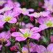 Kép 4/9 - Saxifraga 'Touran Pink' – Kőtörőfű