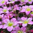 Kép 5/9 - Saxifraga 'Touran Pink' – Kőtörőfű