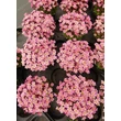 Kép 8/9 - Saxifraga 'Touran Pink' – Kőtörőfű