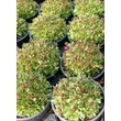 Kép 6/9 - Saxifraga 'Touran Pink' – Kőtörőfű