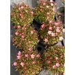 Kép 7/9 - Saxifraga 'Touran Pink' – Kőtörőfű