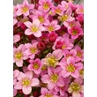 Kép 1/9 - Saxifraga 'Touran Pink' – Kőtörőfű