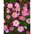 Kép 1/5 - Saxifraga x arendsii 'Ingeborg' - Mohalevelű kőtörőfű