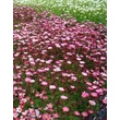 Kép 3/5 - Saxifraga x arendsii 'Ingeborg' - Kőtörőfű állomány