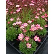 Kép 4/5 - Saxifraga x arendsii 'Ingeborg' - Kőtörőfű kiszerelés