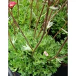 Kép 2/5 - Saxifraga x arendsii 'Ingeborg' - Kőtörőfű levélzet