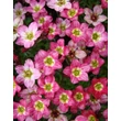 Kép 5/5 - Saxifraga x arendsii 'Ingeborg' - Kőtörőfű virág