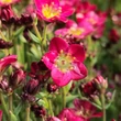 Kép 2/4 - Saxifraga x arendsii 'Pixi Pan Red' – Mohalevelű kőtörőfű