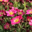Kép 4/4 - Saxifraga x arendsii 'Pixi Pan Red' – Mohalevelű kőtörőfű