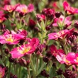 Kép 3/4 - Saxifraga x arendsii 'Pixi Pan Red' – Mohalevelű kőtörőfű