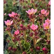 Kép 2/4 - Saxifraga x arendsii 'Pixie Pan Appleblossom' – Kőtörőfű - képek rendelés vásárlás a Megyeri Szabolcs Kertészeti webáruházban