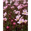 Kép 4/4 - Saxifraga x arendsii 'Pixie Pan Appleblossom' – Kőtörőfű - képek rendelés vásárlás a Megyeri Szabolcs Kertészeti webáruházban