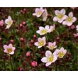 Kép 3/4 - Saxifraga x arendsii 'Pixie Pan Appleblossom' – Kőtörőfű - képek rendelés vásárlás a Megyeri Szabolcs Kertészeti webáruházban