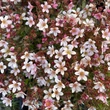 Kép 1/4 - Saxifraga x arendsii 'Pixie Pan Appleblossom' – Mohalevelű kőtörőfű