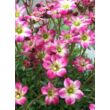 Saxifraga x arendsii 'Pixie Rose' – Kőtörőfű