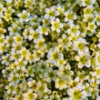 Kép 2/8 - Saxifraga x arendsii 'Pixie White' - Mohalevelű kőtörőfű