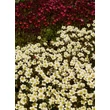 Kép 7/8 - Saxifraga x arendsii 'Pixie White' - Mohalevelű kőtörőfű