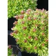 Kép 5/8 - Saxifraga x arendsii 'Pixie White' - Mohalevelű kőtörőfű