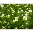 Kép 2/3 - Saxifraga x arendsii 'Stansfieldii' - Kőtörőfű - képek rendelés vásárlás a Megyeri Szabolcs Kertészeti webáruházban
