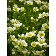 Kép 1/3 - Saxifraga x arendsii 'Stansfieldii' - Mohalevelű kőtörőfű