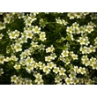 Kép 3/3 - Saxifraga x arendsii 'Stansfieldii' - Kőtörőfű - képek rendelés vásárlás a Megyeri Szabolcs Kertészeti webáruházban