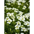 Kép 1/4 - Saxifraga x arendsii 'White Star' – Mohalevelű kőtörőfű