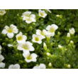 Kép 2/4 - Saxifraga x arendsii 'White Star' – Kőtörőfű - képek rendelés vásárlás a Megyeri Szabolcs Kertészeti webáruházban.