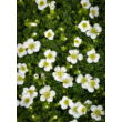 Kép 3/4 - Saxifraga x arendsii 'White Star' – Kőtörőfű - képek rendelés vásárlás a Megyeri Szabolcs Kertészeti webáruházban.