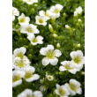 Kép 4/4 - Saxifraga x arendsii 'White Star' – Kőtörőfű - képek rendelés vásárlás a Megyeri Szabolcs Kertészeti webáruházban.