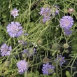 Kép 2/4 - Scabiosa columbaria 'Mariposa Blue' – Galambszínű ördögszem