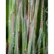 Kép 1/2 - Schizachyrium scoparium 'Ha Ha Tonka' – Seprűs csomósperje