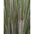 Kép 2/2 - Schizachyrium scoparium 'Ha Ha Tonka' – Seprűs csomósperje