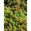 Kép 1/3 - Sedum album 'Coral Carpet' - Fehér varjúháj