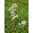 Kép 4/5 - Sedum 'Athoum' - Fehér varjúháj