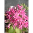 Kép 2/2 - Sedum 'Carl' - Varjúháj
