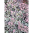 Kép 2/5 - Sedum cauticola – Japán varjúháj
