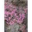 Kép 4/5 - Sedum cauticola – Japán varjúháj kiültetésben
