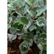 Kép 3/5 - Sedum cauticola – Japán varjúháj levélzete