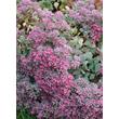 Kép 5/5 - Sedum cauticola – Japán varjúháj virágzata