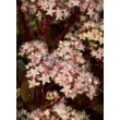 Kép 2/5 - Sedum 'Matrona' - Varjúháj (rózsaszín virág, bordó száron) - képek rendelés vásárlás a Megyeri Szabolcs Kertészeti webáruházban.