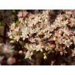 Kép 3/5 - Sedum 'Matrona' - Varjúháj (rózsaszín virág, bordó száron) - képek rendelés vásárlás a Megyeri Szabolcs Kertészeti webáruházban.