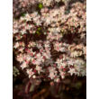 Kép 4/5 - Sedum 'Matrona' - Varjúháj (rózsaszín virág, bordó száron) - képek rendelés vásárlás a Megyeri Szabolcs Kertészeti webáruházban.