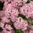 Kép 2/5 - Sedum 'Matrona' - Varjúháj (rózsaszín virág, bordó száron)