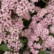 Kép 3/5 - Sedum 'Matrona' - Varjúháj (rózsaszín virág, bordó száron)
