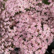 Kép 4/5 - Sedum 'Matrona' - Varjúháj (rózsaszín virág, bordó száron)