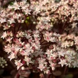 Kép 1/5 - Sedum 'Matrona' - Varjúháj (rózsaszín virág, bordó száron)