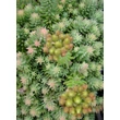 Kép 4/4 - Sedum reflexum 'Glaucum Compactum' – Kövi varjúháj