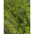 Kép 2/2 - Sedum rupestre – Kövi varjúháj