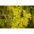 Kép 4/5 - Sedum sediforme 'Gold' – Termetes varjúháj