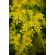 Kép 5/5 - Sedum sediforme 'Gold' – Termetes varjúháj